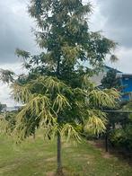 Tamme Kastanje Bomen, geeft eetbare Kastanjes, Tuin en Terras, Ophalen, Lente, Volle zon, Overige soorten
