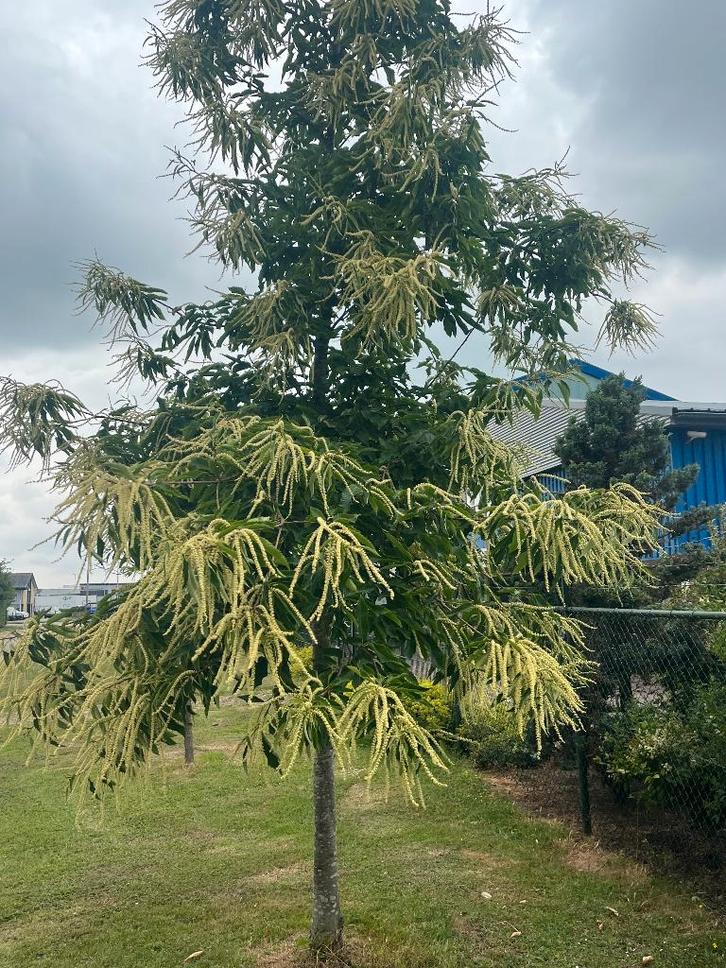 Tamme Kastanje Bomen, geeft eetbare Kastanjes, Tuin en Terras, Planten | Bomen, Overige soorten, Volle zon, Lente, Ophalen