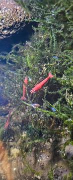 vuurgarnaaltjes wil graag ruilen, Dieren en Toebehoren, Ophalen