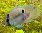 Sleutelgat cichlide, Dieren en Toebehoren, Vissen | Aquariumvissen, Vis