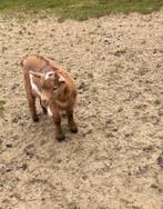 Prachtig jong dwerg bokje bok met maanvlekken maanvlek, Dieren en Toebehoren, Schapen, Geiten en Varkens, Mannelijk, Geit, 0 tot 2 jaar