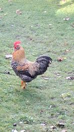 Prachtige jonge krielhaan en 6 kuikens gratis, Dieren en Toebehoren, Pluimvee, Mannelijk, Kip