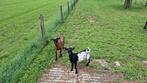 Te koop  dwerggeit bokje, Dieren en Toebehoren, Mannelijk, Geit