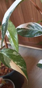 Epipremnum Pinnatum Variegata plantjes, Overige soorten, In pot, Minder dan 100 cm, Groene kamerplant