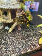 Golden Nugget ca 7-8 cm, Dieren en Toebehoren, Vis