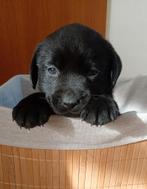 Puppies Labrador Retriever met FCI stamboom, 8 tot 15 weken, Labrador retriever, Parvo, Meerdere