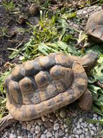 T.K. Griekse landschildpad,(t.h.b.) man, Dieren en Toebehoren, Schildpad, 11 jaar of ouder