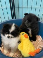4 prachtige Pomeriaan/dwergkees pups.💙💜, Dieren en Toebehoren, 8 tot 15 weken, Meerdere, Meerdere dieren, Nederland