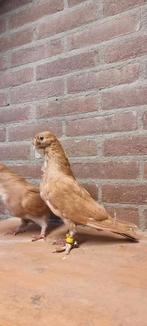 Mooie koppel, Dieren en Toebehoren, Vogels | Duiven, Meerdere dieren