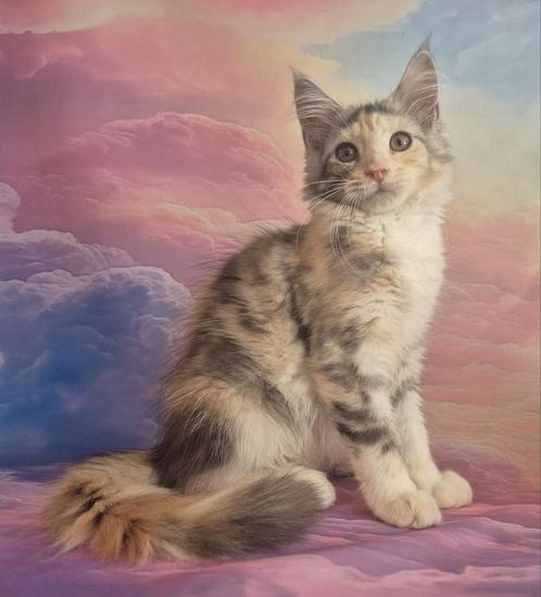 Prachtig maine coon poesje met stamboom polydactyl, Dieren en Toebehoren, Katten en Kittens | Raskatten | Langhaar, Poes, 0 tot 2 jaar