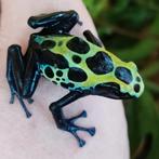 Dendrobates tinctorius 'Sipaliwini groen', supermooi dieren, Dieren en Toebehoren, Reptielen en Amfibieën