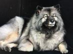 Inschrijven voor pup Grote Wolfskees, Keeshond, 8 tot 15 weken, Meerdere, Meerdere dieren