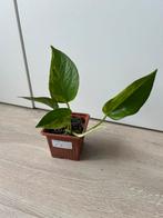 Epipremnum pinnatum marble variegata, Huis en Inrichting, Kamerplanten, Ophalen of Verzenden, Halfschaduw, Minder dan 100 cm