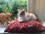Jonge kat / kitten, Dieren en Toebehoren, Katten en Kittens | Overige Katten, Geslacht onbekend