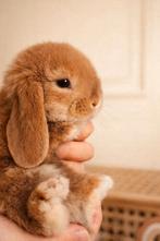 ❤️Raszuivere minilop konijntjes – tamme knuffelkonijntjes, Dieren en Toebehoren, Konijnen, Meerdere dieren, Dwerg, Hangoor, 0 tot 2 jaar