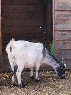 Mooie dwerggeit te koop!, Dieren en Toebehoren, Schapen, Geiten en Varkens, Vrouwelijk, Geit