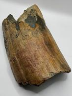 Slagtand fragment mammoet, Verzamelen, Mineralen en Fossielen, Ophalen of Verzenden, Fossiel