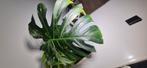 Monstera mint, Ophalen of Verzenden, Halfschaduw, Minder dan 100 cm