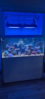 VERKOCHT, Dieren en Toebehoren, Vissen | Aquaria en Toebehoren, Ophalen, Gebruikt, Gevuld zeewateraquarium