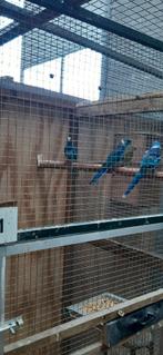 Blauwe Barnards, Dieren en Toebehoren, Vogels | Parkieten en Papegaaien, Mannelijk, Parkiet, Geringd