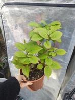 Kiwi plant, Actinidia / Mini-Kiwi, Ophalen, Minder dan 100 cm, Overige soorten, Volle zon