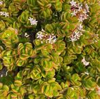 bio kamerplanten stekjes vetplanten Crasula Ovata, Vetplant, In pot, Minder dan 100 cm, Bloeiende kamerplant