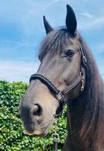 Power & Style in één halster, Dieren en Toebehoren, Paarden en Pony's | Hoofdstellen en Tuigage, Ophalen of Verzenden, Nieuw, Overige soorten