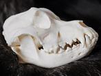 American Pitbull schedel, Ophalen of Verzenden, Zo goed als nieuw, Schedel