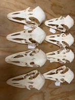 Schedel struisvogel, Verzamelen, Ophalen of Verzenden, Nieuw, Vogel, Schedel