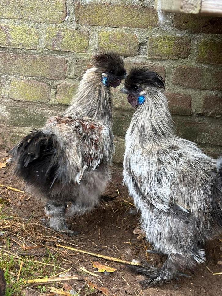 Zijdehoenders, Dieren en Toebehoren, Pluimvee, Kip, Mannelijk