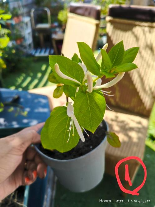 tuinplanten, Tuin en Terras, Planten | Tuinplanten, Vaste plant, Klimplanten, Volledige schaduw, Zomer, Ophalen of Verzenden
