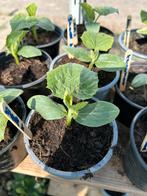 Snack mini komkommer planten plantjes stekken stekjes., Ophalen, Volle zon, Groenteplanten, Eenjarig