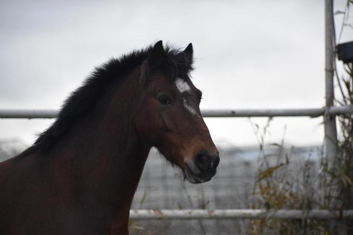 Fanatieke Hackney pony ruin te koop, Dieren en Toebehoren, Pony's, Ruin, B pony (1.17m tot 1.27m), Tuigpony, 7 tot 10 jaar, Met stamboom
