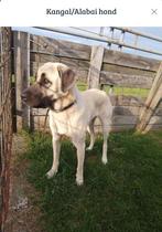 Kangal - Turkse herder teefje, Dieren en Toebehoren, België, Particulier, CDV (hondenziekte), 1 tot 2 jaar