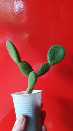 Cactus Opuntia zonder stekels 6, Huis en Inrichting, Kamerplanten, Ophalen of Verzenden, Minder dan 100 cm, In pot, Cactus