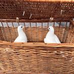 Bruidsduiven te huur, Dieren en Toebehoren, Vogels | Duiven, Postduif