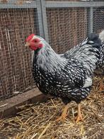 7 jonge Wyandotte kriel hanen, Dieren en Toebehoren, Pluimvee, Mannelijk, Kip