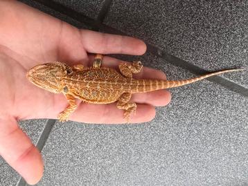Jonge baardagamen 8 weken- red citrus bluebar en wildkleurn  beschikbaar voor biedingen