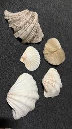 Diverse Schelpen Collectie, Huis en Inrichting, Woonaccessoires | Overige, Ophalen of Verzenden, Gebruikt