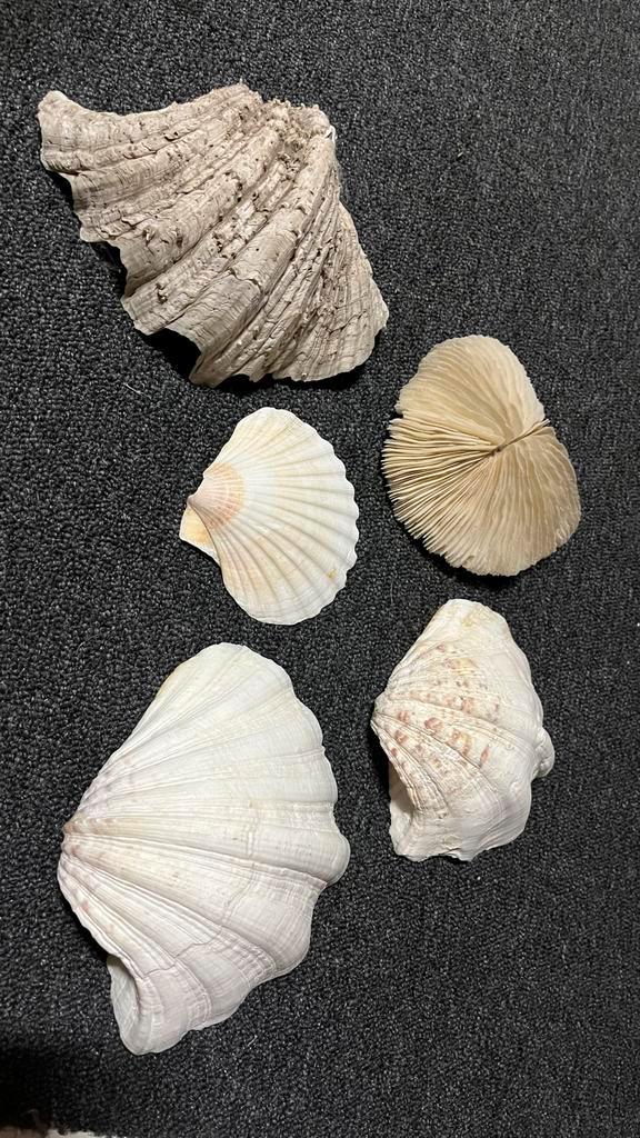 Diverse Schelpen Collectie, Huis en Inrichting, Woonaccessoires | Overige, Gebruikt, Ophalen of Verzenden