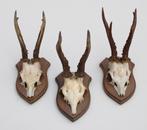 3 x REE GEWEI op eikenhouten schild - set K, Verzamelen, Dierenverzamelingen, Ophalen of Verzenden, Gebruikt, Hert, Gewei of Kop