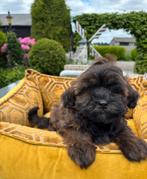 Boomer x mini labradoodle pups, Dieren en Toebehoren, Honden | Niet-rashonden, Nederland, 8 tot 15 weken, Meerdere, Meerdere dieren