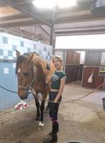 Leuke lieve spaanse carval, Dieren en Toebehoren, Pony's, B, Ruin, Ontwormd, 7 tot 10 jaar
