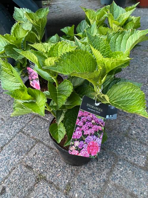 Boeren hortentensia sibilla en bouquet rose, Tuin en Terras, Planten | Tuinplanten, Overige soorten, Halfschaduw, Zomer, Ophalen