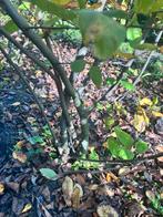 Krentenboompje Amelanchier meerstammig leverbaar tot 250 cm., Overige soorten, Ophalen of Verzenden, Struik, 100 tot 250 cm
