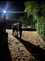 2 buitenstallen met paddock incl ruwvoer, Ophalen of Verzenden, Zo goed als nieuw