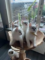 Raszuivere Ragdoll kittens met stamboom!, Dieren en Toebehoren, Katten en Kittens | Raskatten | Langhaar, Meerdere dieren, Gechipt