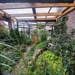 Gezocht tropen, Dieren en Toebehoren, Vrouwelijk