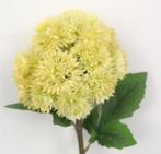 KNOFLOOK BLOEM (ALLIUM SATIVUM), Ophalen of Verzenden, Nieuw