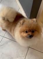Mini Pomeriaan Teefje 10 maand jong, Dieren en Toebehoren, 15 weken tot 1 jaar, Overige rassen, Teef, Eén hond